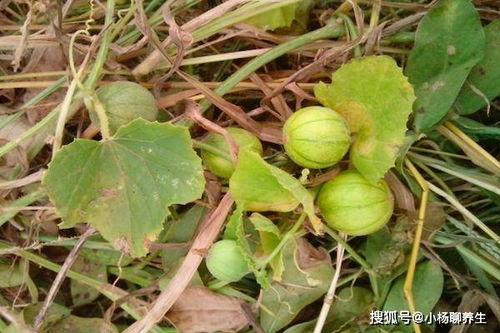 野开瓜怎么吃,解锁自然美味新体验